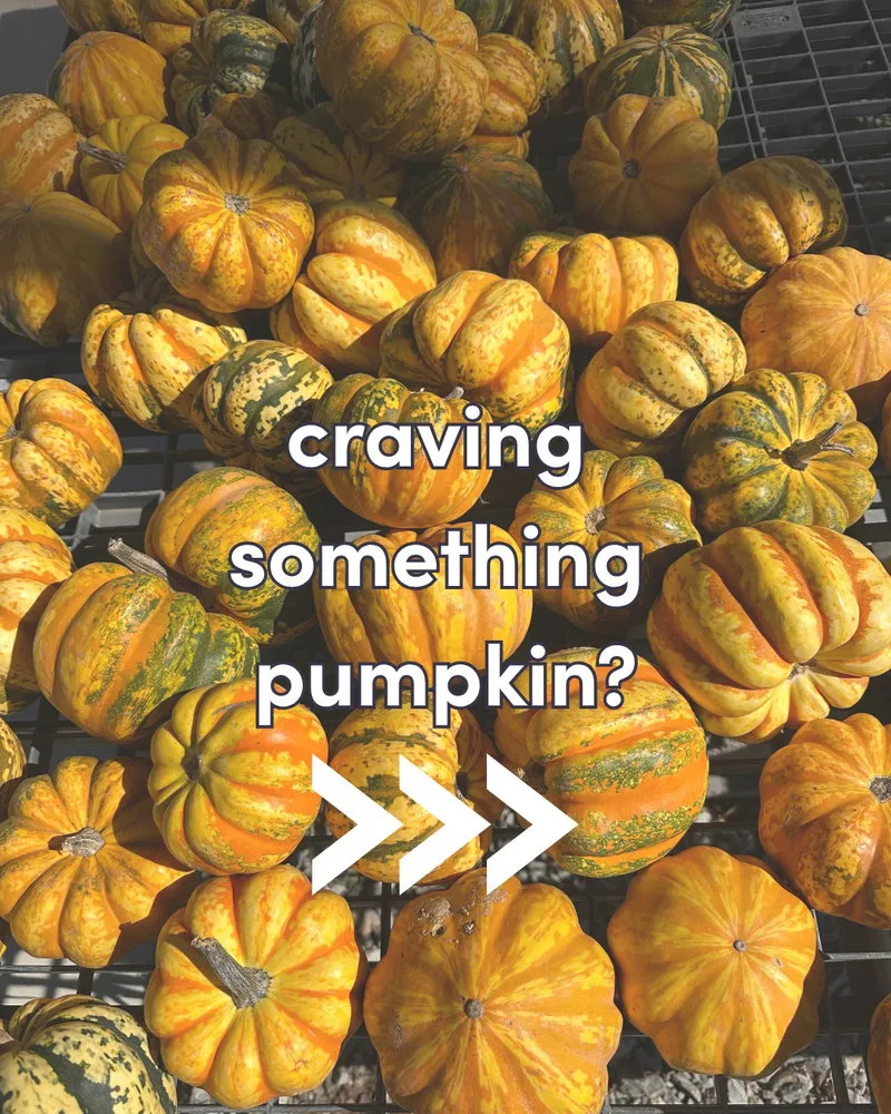 A variety of small yellow and green pumpkins are piled together. The text "craving something pumpkin?" is written across the center with three arrows below pointing to the right.